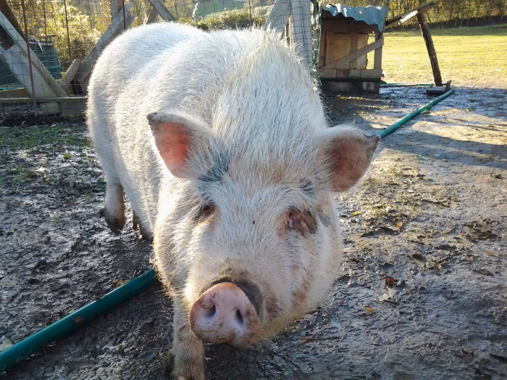 Large pig stands in a muddy enclosure on a sunny Pesaro farm, offering an immersive animal experience.