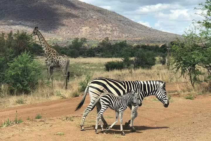 Excellent wildlife photographic opportunities in Pilanesberg