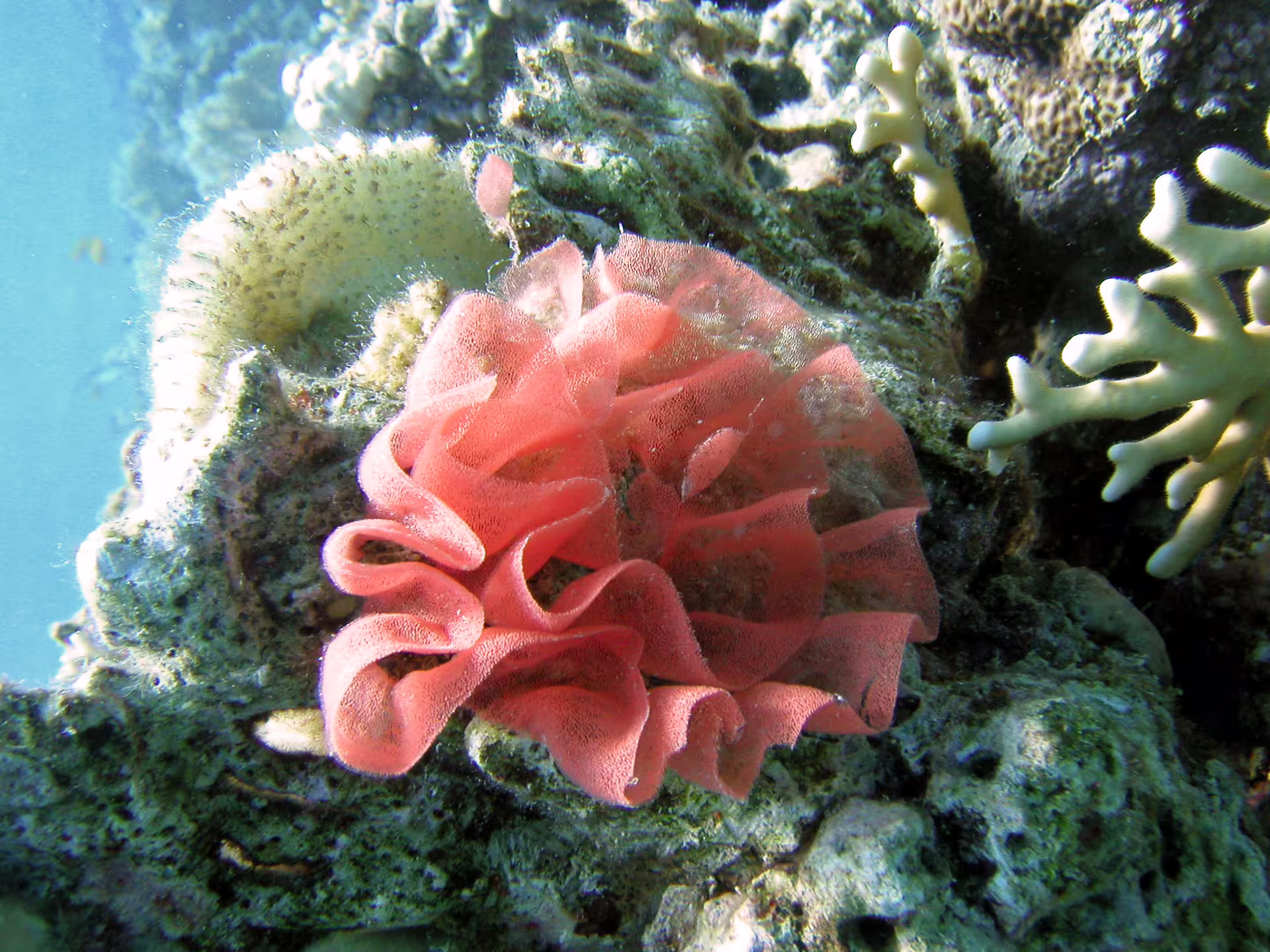 Pink soft coral on a Red Sea reef during Port Ghalib snorkeling, ideal for turtles and manatees trips
