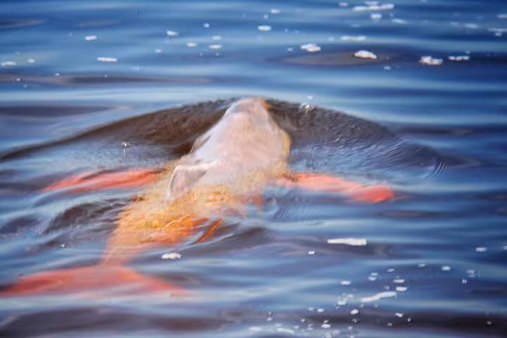 A pink river dolphin gracefully surfaces in the Amazon River, a mesmerizing sight during the Mamori Lodge tour.