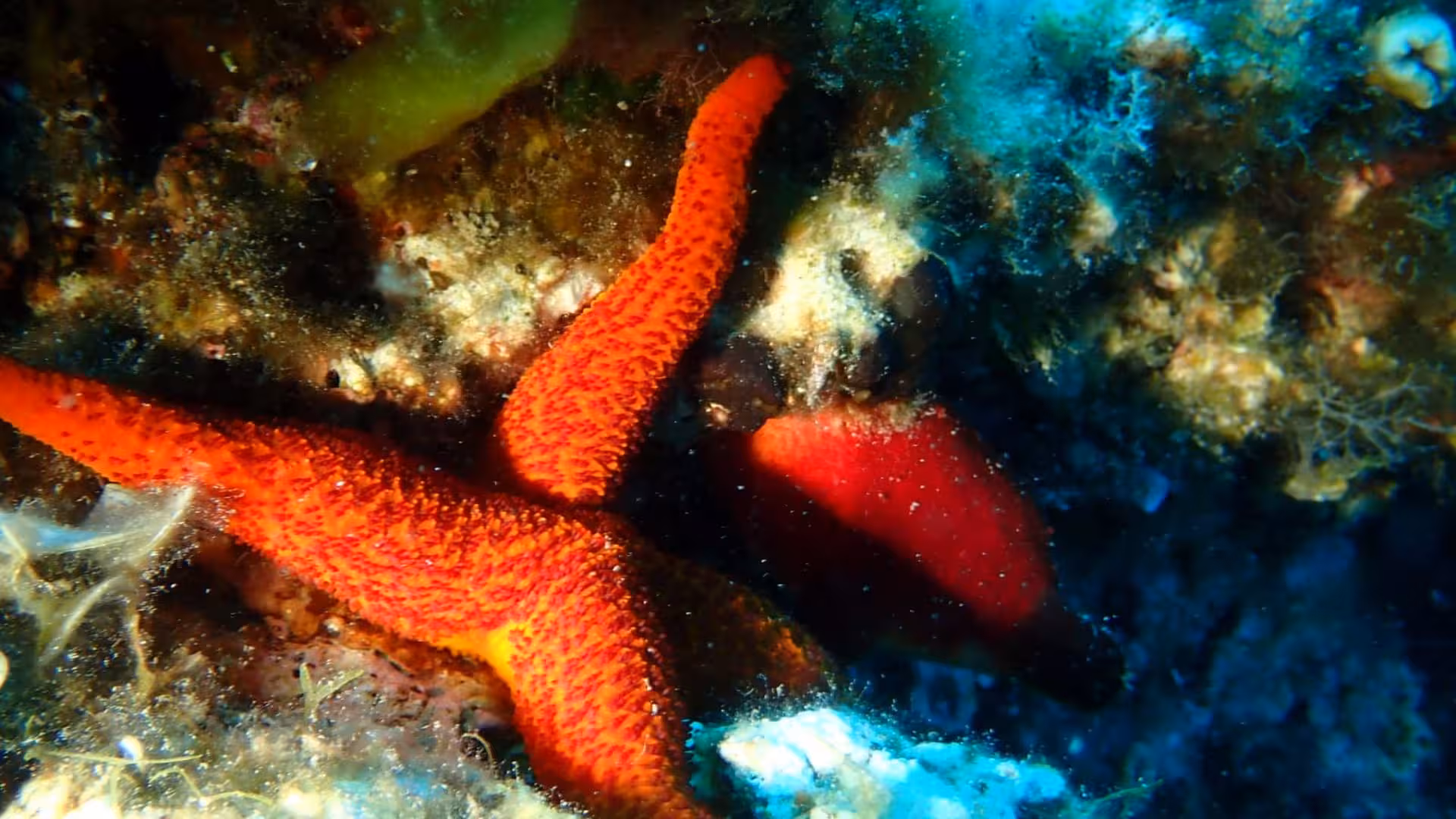 Bright orange starfish on rocky seabed, highlighting marine life diversity in Porto Torres diving tour.