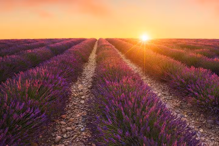 Sunset over Provence lavender rows, perfect setting for a private chef dinner experience in a lavender field