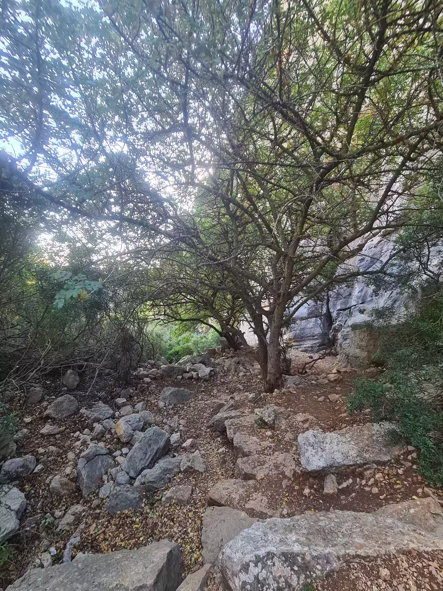 Shaded rocky trail through lush greenery in Canuto de la Utrera, perfect for private hiking adventures.
