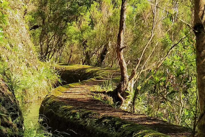 Lush forest path along a serene waterway, perfect for a private magical shore excursion on the scenic West side.