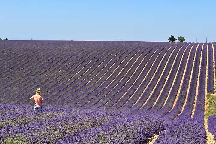 Traveler walking through Provence lavender field rows on a private full-day tour under clear summer sky