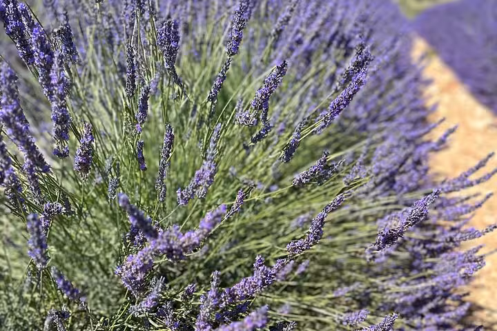 Close-up of blooming lavender in Provence fields, ideal for a private full-day lavender tour in France