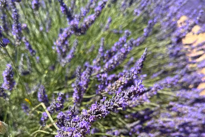 Close-up of fragrant lavender blossoms in Provence during private full-day lavender fields tour with scenic views