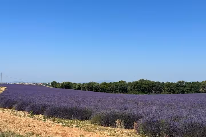 Panoramic Provence lavender field in full bloom under blue sky, ideal stop on a private full-day tour from Avignon