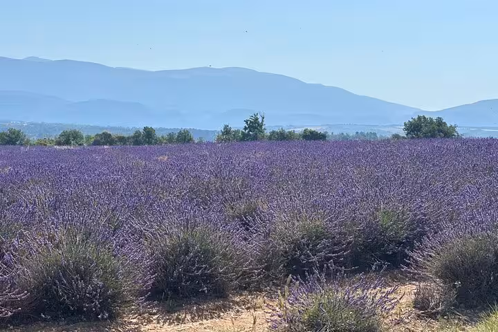 Blooming lavender fields in Provence with Mont Ventoux views on a private full-day Lavender Fields tour