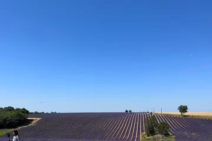 Panoramic Provence lavender field rows under blue sky on a private full-day Lavender Fields tour