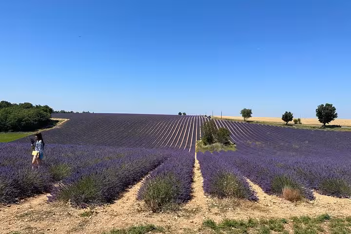 Panoramic Provence lavender field rows under blue sky, scenic stop on a private full-day lavender tour