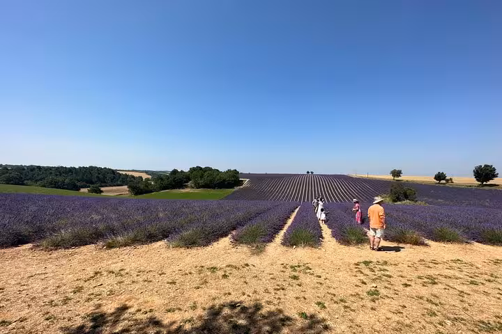 Travelers walk through blooming Provence lavender rows on a private full-day lavender fields tour in summer