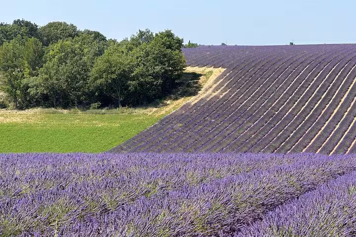 Provence lavender fields on a private full-day tour, with violet rows, green meadow, and forest edge