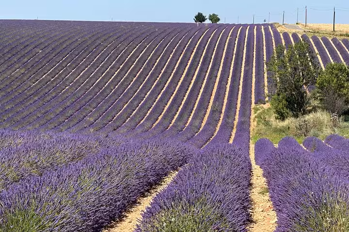Private full-day Provence lavender fields tour with sweeping purple rows and scenic countryside viewpoints