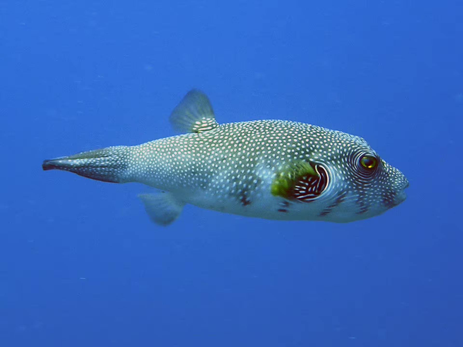 Spotted pufferfish swimming in clear blue water on a Port Ghalib Red Sea snorkeling excursion in Egypt