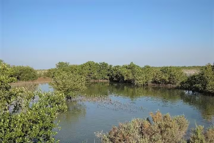 Lush green mangroves thriving in Qatar's serene wetland landscape, offering a glimpse of the region's biodiversity.