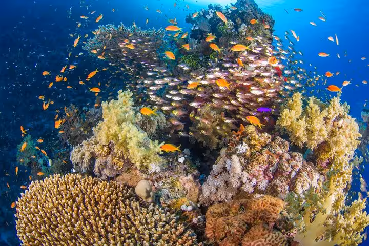 Colorful Red Sea coral garden packed with reef fish at Ras Mohamed, White Island snorkeling trip Sharm El Sheikh