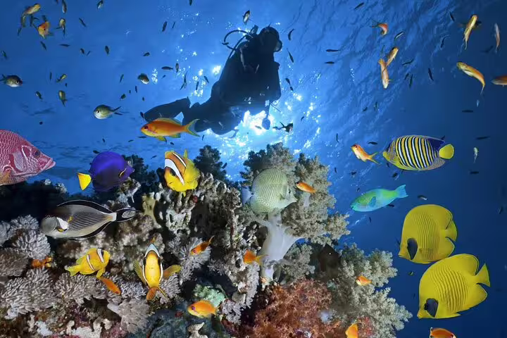 Scuba diver over vibrant Ras Mohamed coral reef with tropical fish on VIP boat diving and snorkeling trip