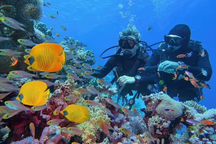 Two divers by colorful reef fish at Ras Mohamed, Red Sea VIP boat snorkeling and diving tour to White Island