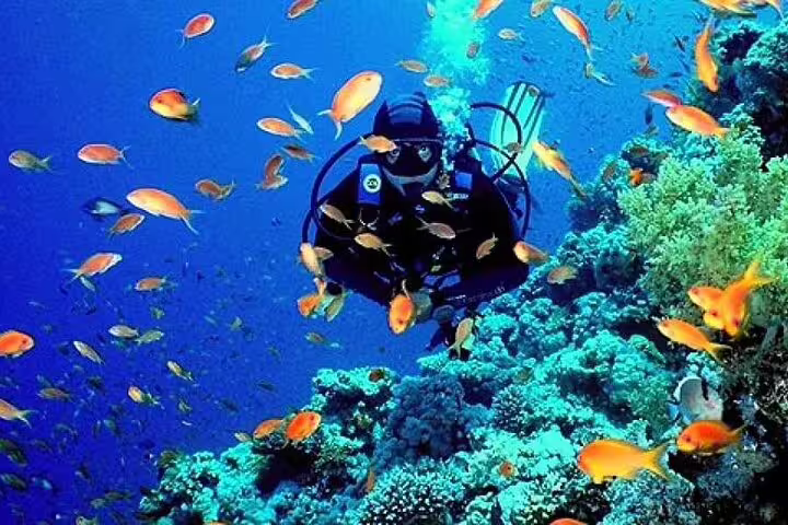 Diver surrounded by colorful reef fish at Ras Mohamed National Park, Red Sea VIP boat snorkeling and diving to White Island