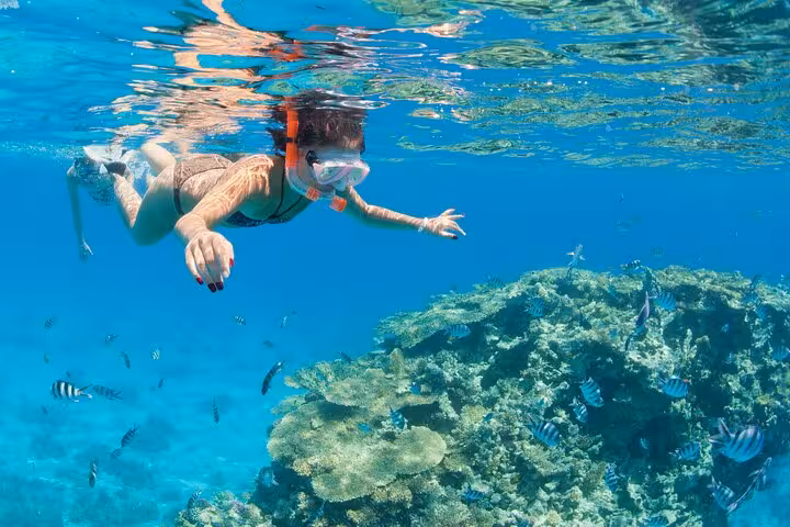 Snorkeler over Ras Mohamed coral reef with tropical fish on White Island cruise from Sharm El Sheikh