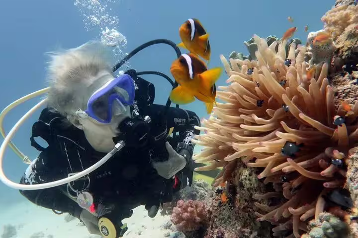 VIP boat dive at Ras Mohamed with clownfish and sea anemone, Red Sea snorkeling and diving trip to White Island