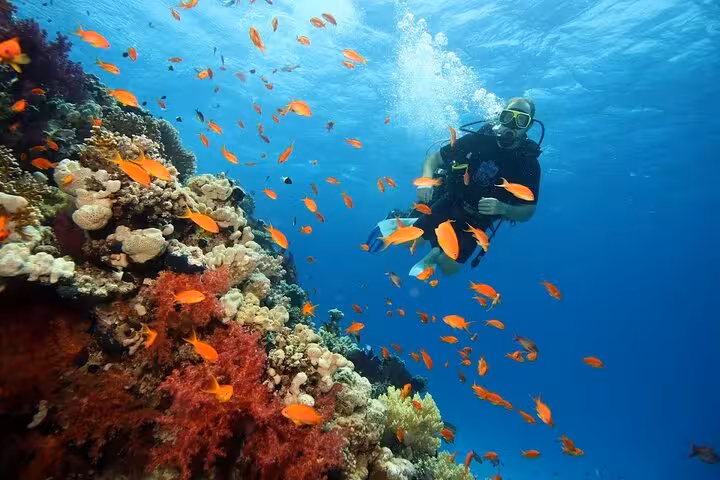 Scuba diver among colorful coral and orange fish at Ras Mohammed, White Island VIP cruise with lunch