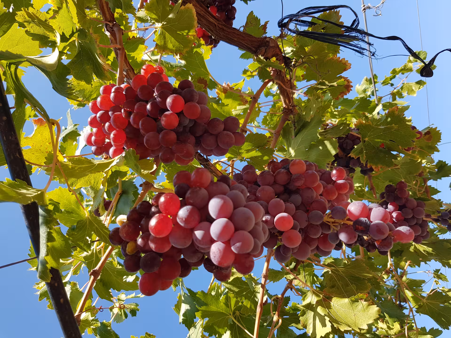 Close-up of vibrant red grapes hanging from lush vines under the clear Almería sky, ideal for wine tours.