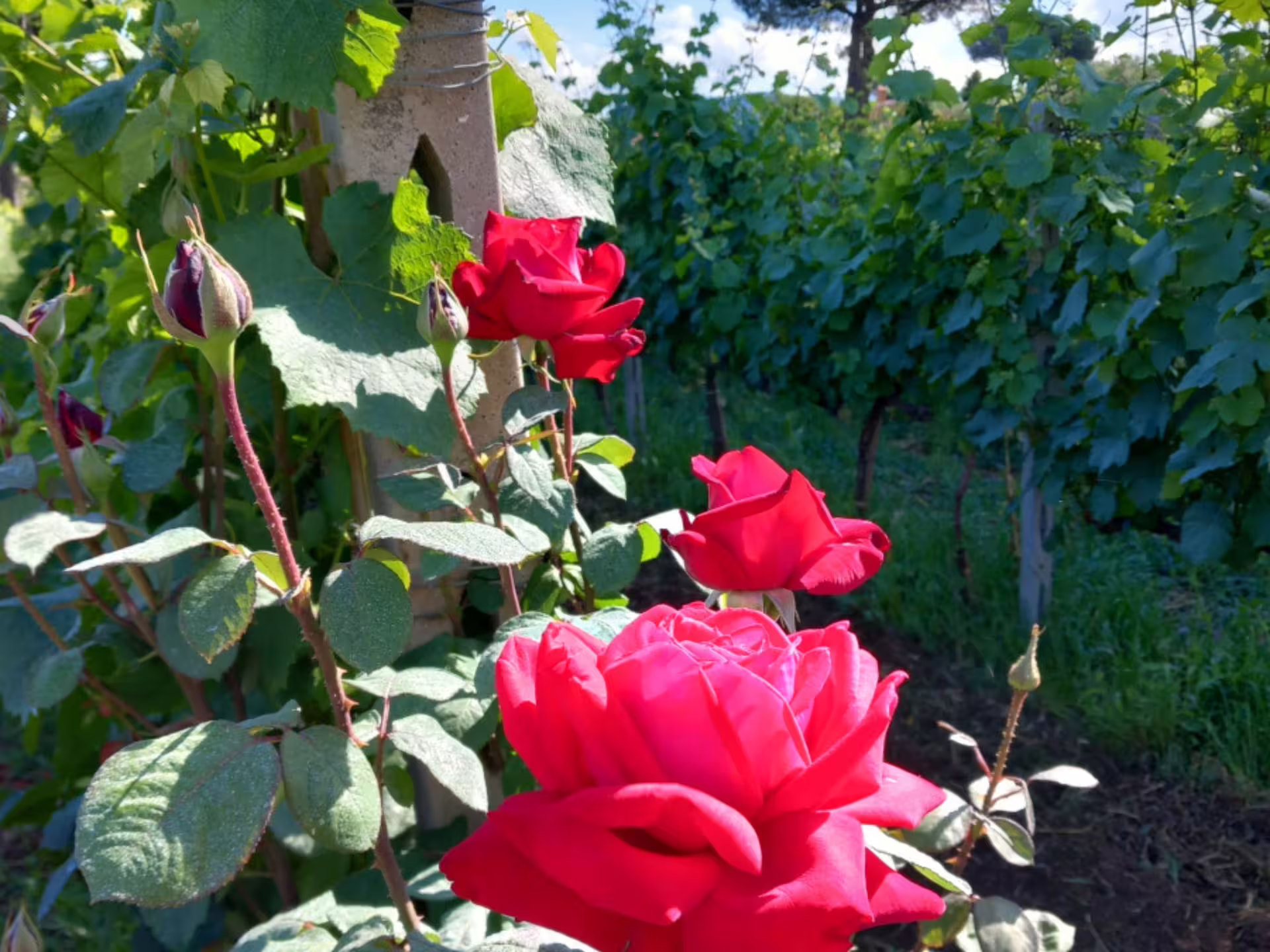 Vibrant red roses blooming by vineyard rows in Castelli Romani, enhancing the wine tasting and nature experience.