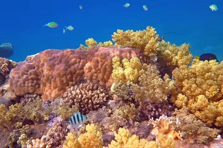 Red Sea coral reef and tropical fish viewed on a semi submarine tour from Sharm El Sheikh, Egypt