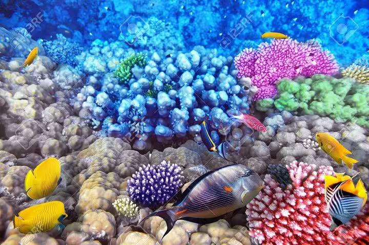 Colorful Red Sea coral reef and tropical fish viewed on a semi submarine tour from Sharm El Sheikh
