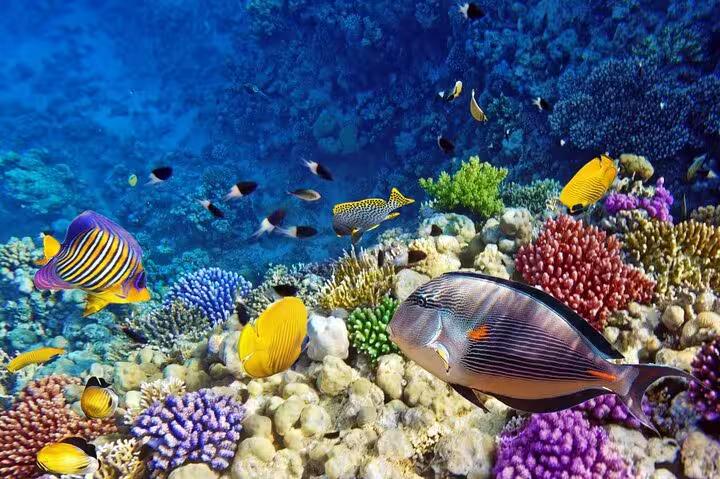 Colorful Red Sea coral reef and tropical fish viewed on a semi submarine tour from Sharm El Sheikh