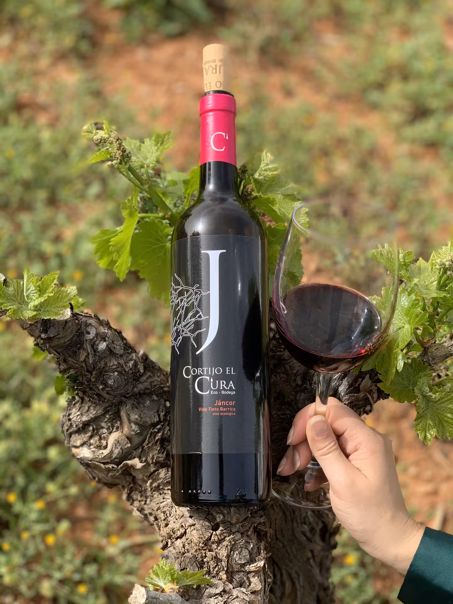 Red wine bottle with a glass in a vineyard, highlighting eco-friendly wine tour experience.