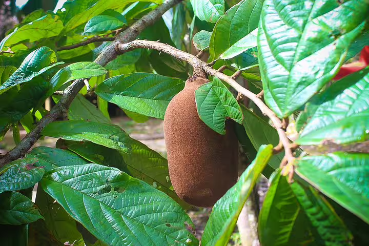 Close-up of a ripe cupuaçu fruit hanging from a branch in the lush Amazon jungle, showcasing local biodiversity.