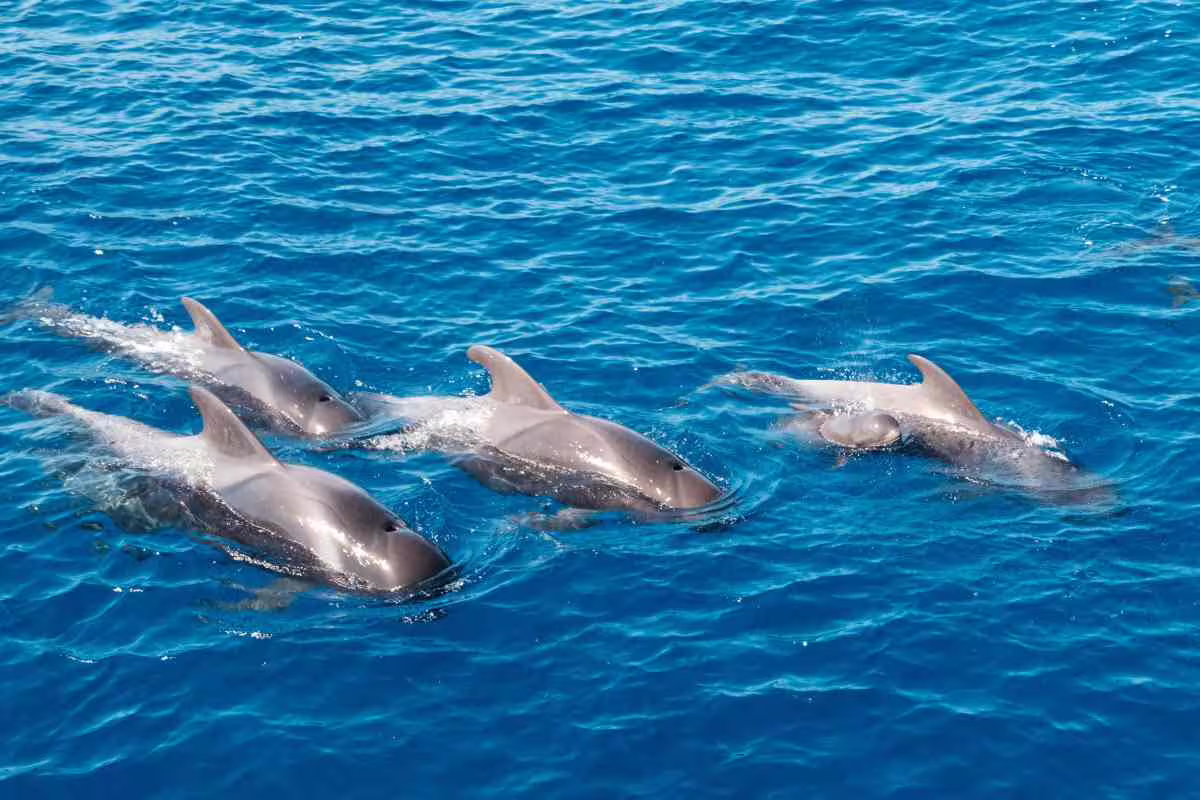 Pod of dolphins swimming in clear blue Adriatic waters during a Riviera Romagnola half-day boat excursion