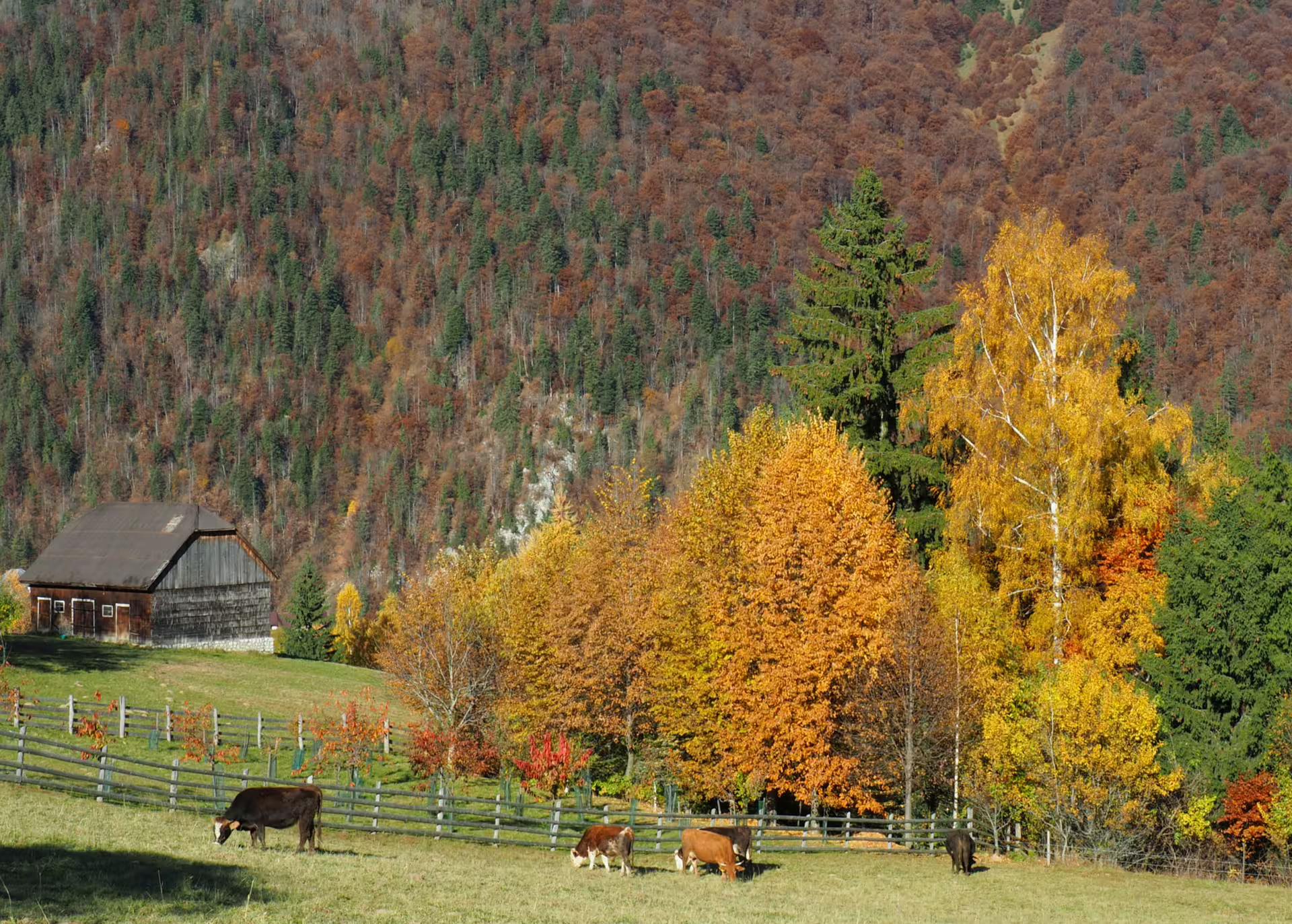 Cows grazing in a green mountain pasture with autumn trees and a wooden barn in rural Romania