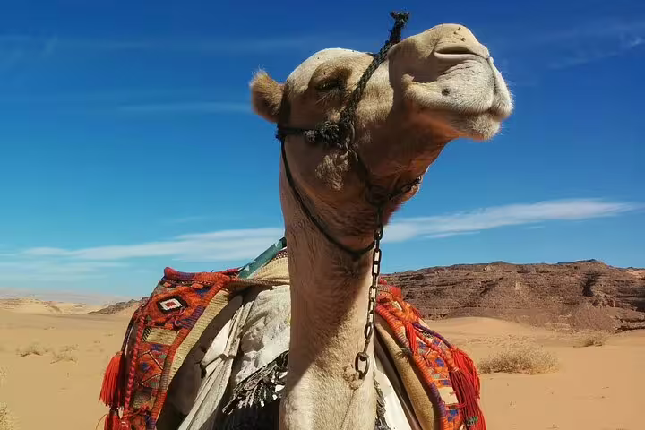 Close-up of saddled camel in Egyptian desert, ideal for Giza Pyramids camel ride day tour from Cairo