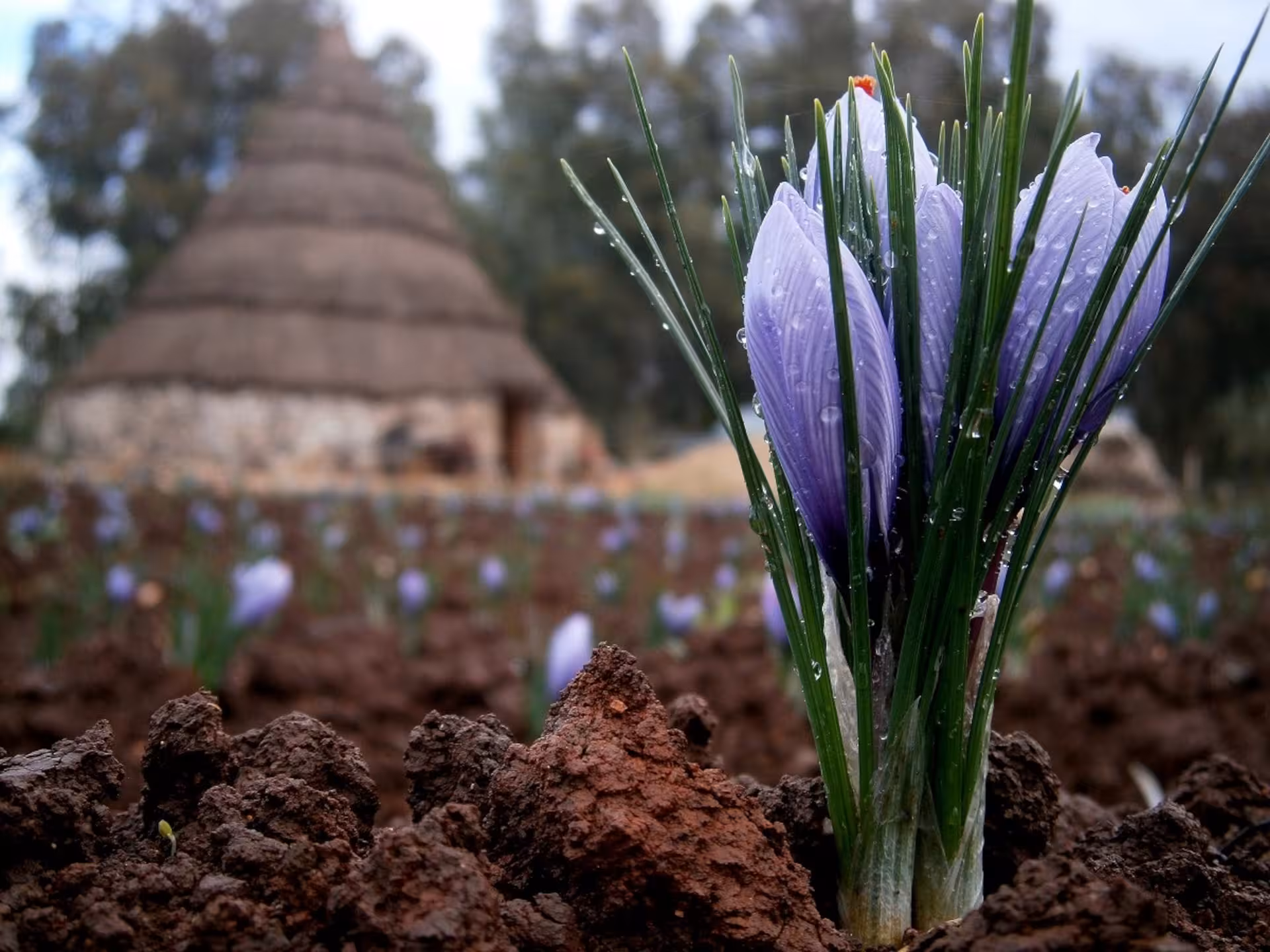 Fresh saffron blooms with morning dew, surrounded by traditional huts in Olmedo's lush landscape.
