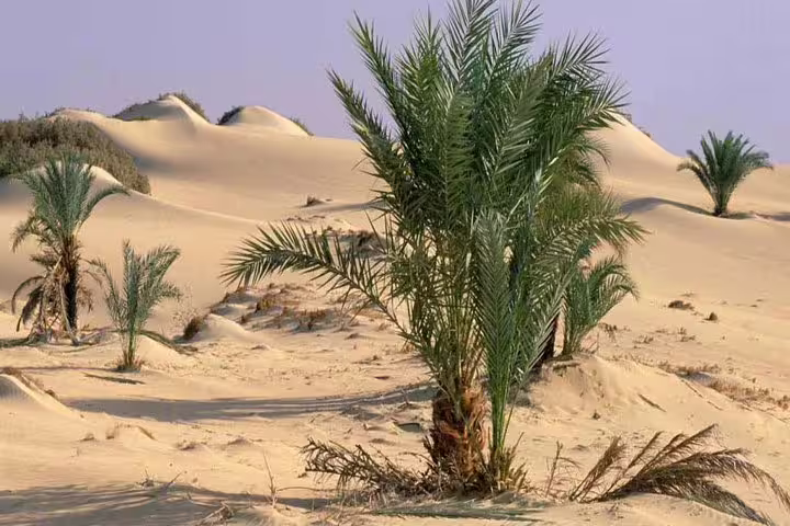 Golden Sahara dunes with palm oasis in Egypt, scenic stop on 5-day Black and White Desert camping tour