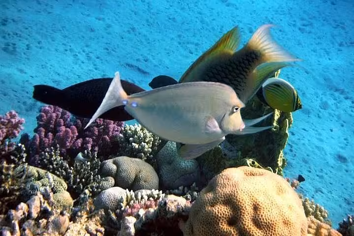 Tropical reef fish and corals at Samadai Reef Dolphin House, Marsa Alam snorkeling and diving tour