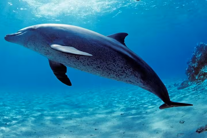 Dolphin swimming at Samadai Reef Dolphin House, Marsa Alam Red Sea snorkeling and diving tour