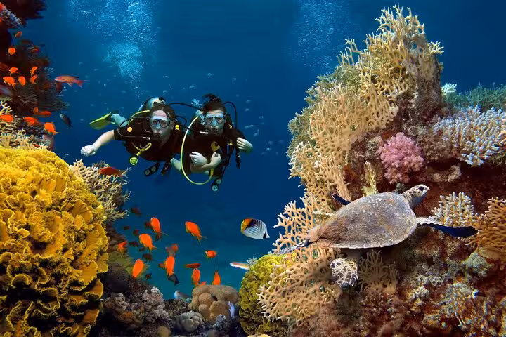 Scuba divers near sea turtle and colorful corals at Samadai Reef Dolphin House, Marsa Alam Red Sea