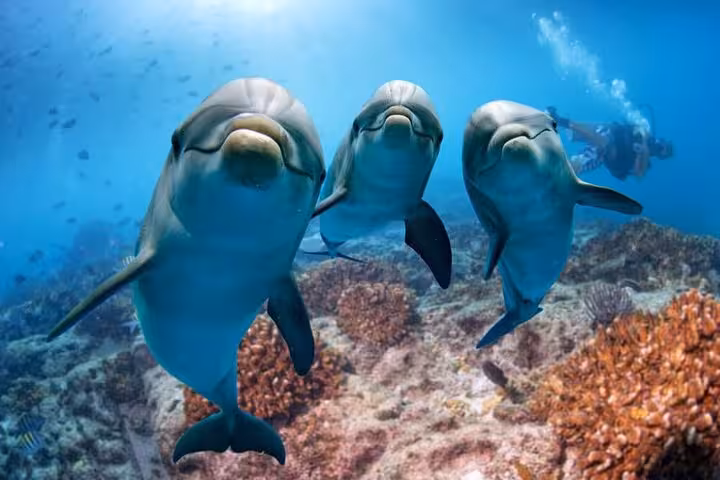 Pod of dolphins swimming over Samadai Reef Dolphin House on a Marsa Alam snorkeling and diving tour