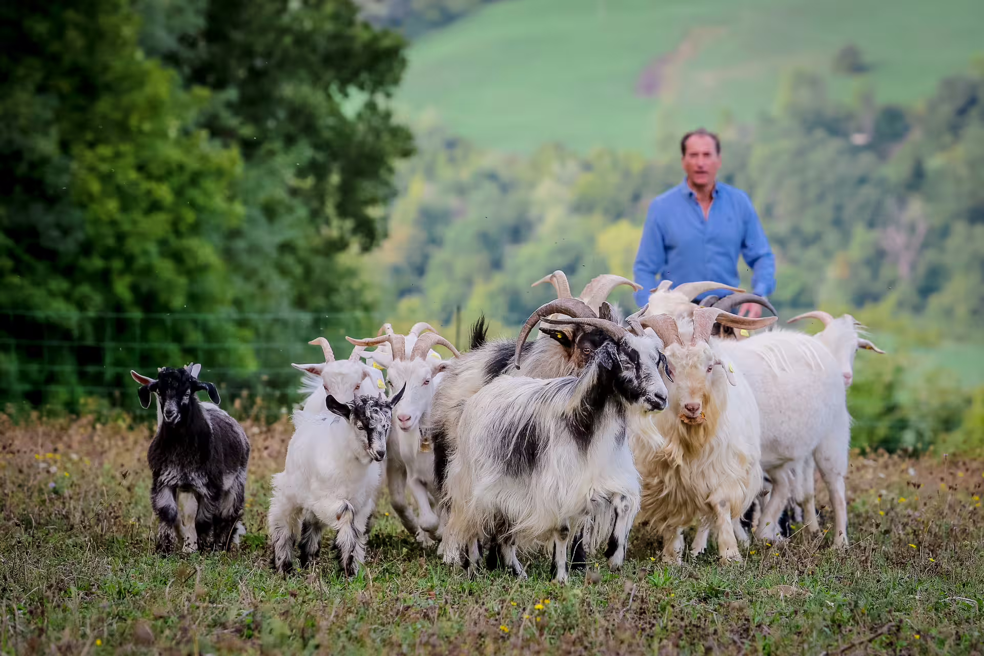 Goat herding at San Leo Cashmere farm experience in Italy, meeting cashmere goats in green hills