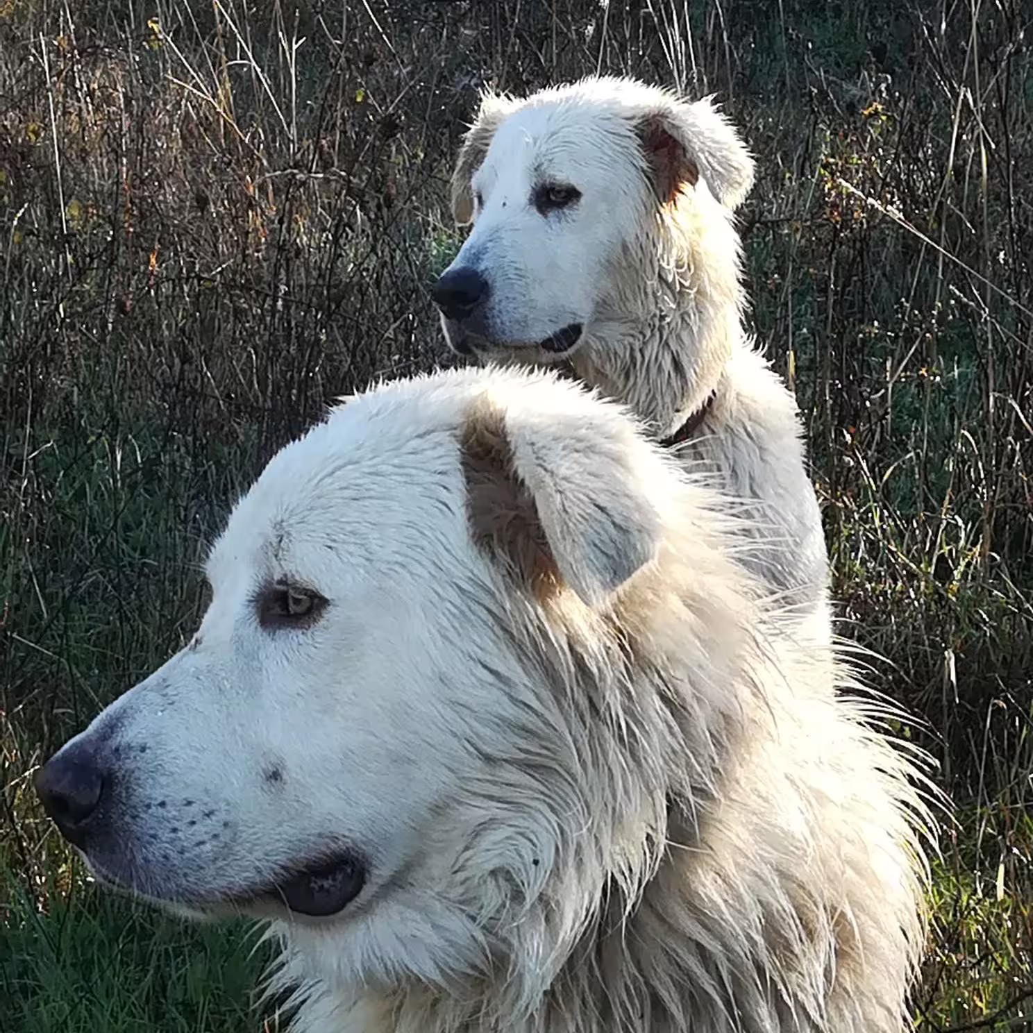 Two white livestock guardian dogs at San Leo Cashmere farm, part of the guided farm experience tour in Italy