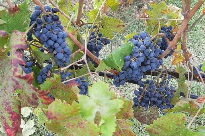 Ripe Sangiovese grape clusters hanging on vines in a Chianti Classico vineyard during a Good Morning wine tour
