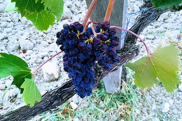 Close-up of ripe Sangiovese grapes on the vine in a Montepulciano vineyard, visited during the private Tuscan wine tasting tour