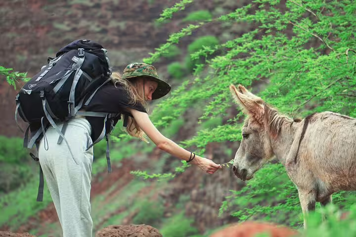 Hiker feeding a donkey on Santiago Island Calabaceira Valley trek, part of a guided hike tour to Cidade Velha
