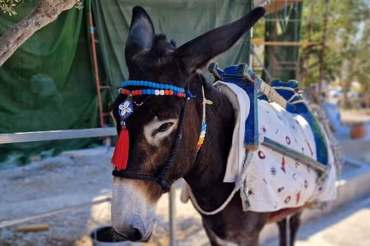 Decorated donkey at Santorini farm stop on authentic villages tour, showcasing local rural traditions