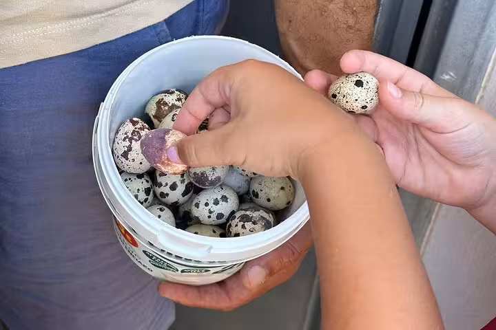 Hands collecting fresh quail eggs at a Santorini farm stop on authentic villages tour with lunch